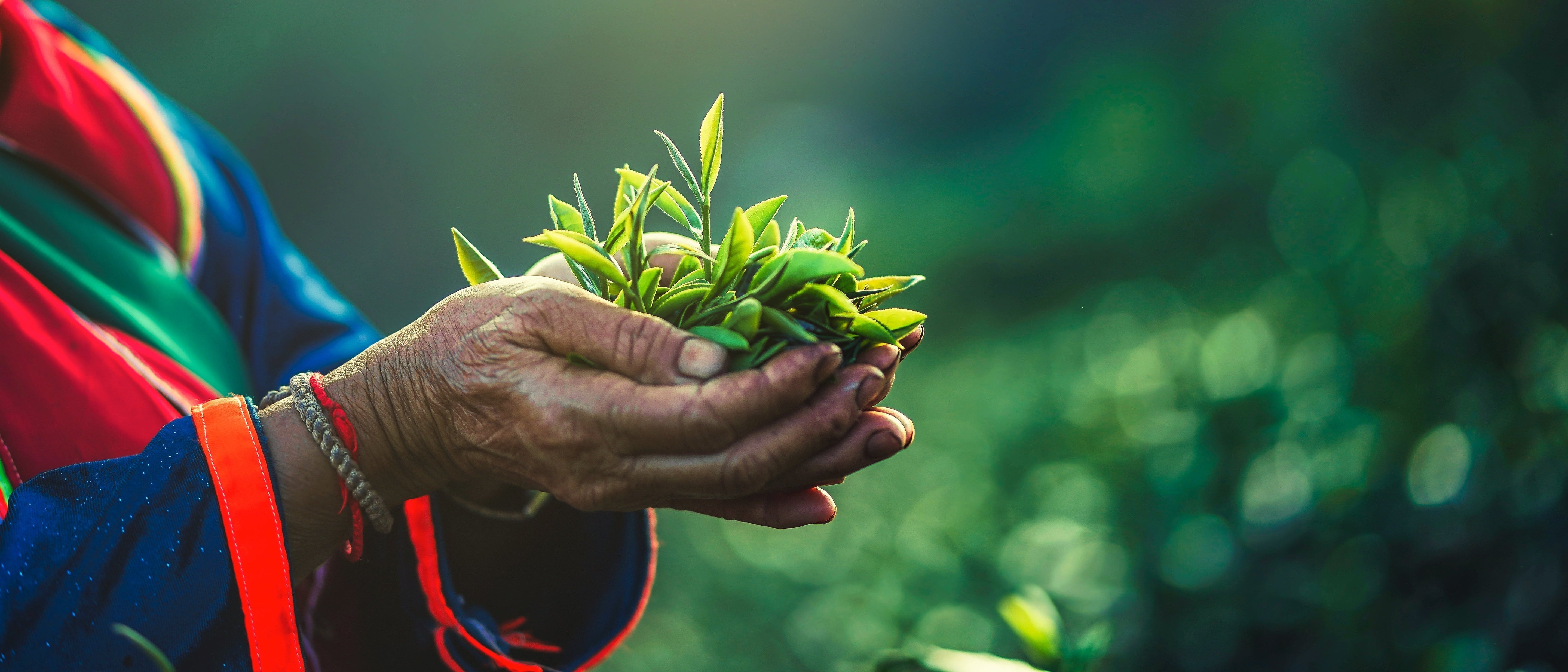 Organic vs. Conventional Tea: Why Sourcing Matters
